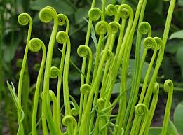 Image result for Schizaea pectinata