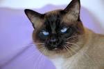 Home Page - Country Loven Siamese