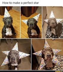 How To Make A Perfect Star Ifunny Funny Dog Pictures Dog Memes Funny Dog Memes