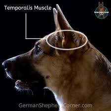 And generally, they should be standing up by the time your puppy has finished teething. 7 Ways To Fix Floppy German Shepherd Puppies Ears