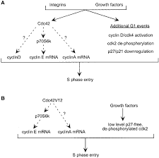 Human homolog cdc42 can complement yeast cdc42 mutant 2 3. Model Of Cdc42 Function In Cell Cycle And Anchorage Independent Growth Download Scientific Diagram