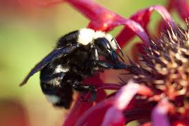 Wondering what those big fuzzy black bees near your home are? Hinterland Who S Who Bumble Bee