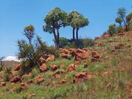 Image result for Cussonia corbisieri