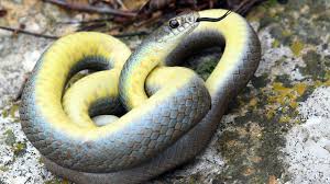 Kansas Herpetofaunal Atlas