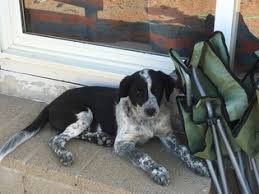 View Ad Australian Cattle Dog Border Collie Mix Puppy For Sale Near Arizona Oracle Usa Adn 28165