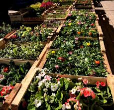 Site officiel de la marque jardin d'ulysse. El Jardin Recomendaciones Floridas