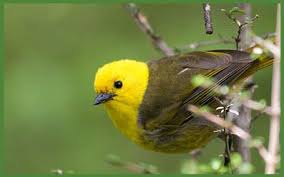 Mohua Yellowhead Common Nz Native Bird Bird Species Wild Birds Bird