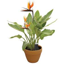 Image result for Rhigozum zambesiacum