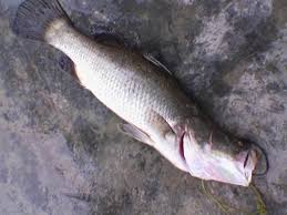 They are excellent food fishes, and some species are of commercial importance and good sports fishes. Ikan Siakap Abu Samah Muhamad Flickr