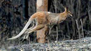 Koala, yangında ölen hayvanlar arasında sayıca çok fazla. Avustralya Daki Yangin Korkunc Bilanco 480 Milyon Hayvan Oldu Guncel Kibris