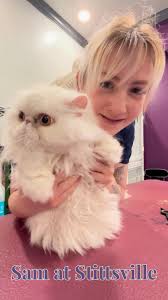 Sam Busby (@samsgroomspurrdy) • Instagram photos and videos