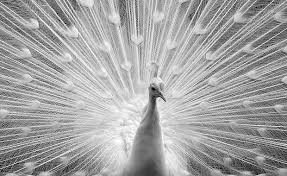 Image result for Cordia mukuensis