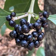 Image result for Chassalia parvifolia