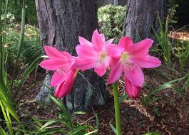 Image result for Crinum asiaticum