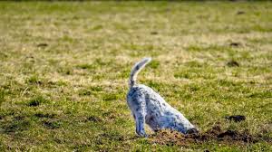 A dog that's digging in the garden for no apparent reason may be trying to get your attention. How To Stop Your Puppy From Digging