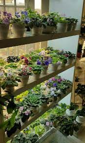 Display And Indoor Growing Rack For African Violets African Violets Plants Indoor Plants Low Light