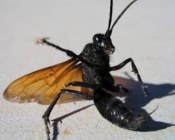 10 Creatures That Deliver The Most Painful Stings And Bites