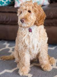 Danmar labradoodle puppies offers labradoodle rescue and adoption alf 3 australian multigen labradoodle chocolate/white parti. Australian Labradoodle Puppies For Sale Shipping Availablecute Labradoodles