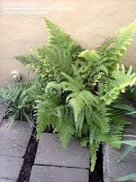 Image result for Microlepia