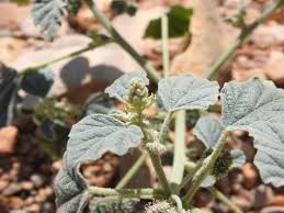 Image result for Chrozophora plicata