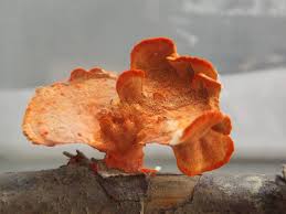 Image result for Pycnobotrya