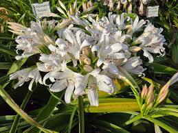 Image result for Crinum jasonii