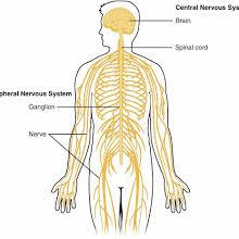 بحث عن تركيب الذرة Nervous System Anatomy Nervous System Nervous System Facts