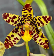 Image result for Ansellia