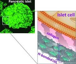 William bonner e renata vasconcellos são convocados parar tirar férias na globo e somem do william bonner ganha mais que renata vasconcellos, gera revolta e motivo de diferença salarial é. Ultrathin Polymeric Coatings Based On Hydrogen Bonded Polyphenol For Protection Of Pancreatic Islet Cells Kozlovskaya 2012 Advanced Functional Materials Wiley Online Library