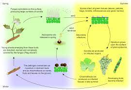 Asexual spores produce conidia and the sexual stage produces cleistothecia (ascocarps or fruiting bodies) which contain ascospores. Frontiers Emergent Ascomycetes In Viticulture An Interdisciplinary Overview Plant Science