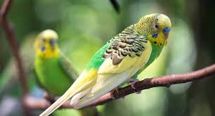 The names have substantially slipped in popularity since then. Parakeet Names 350 Ideas For Naming Your Beautiful Bird