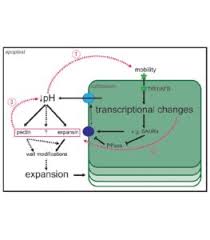 Check spelling or type a new query. Plantae Review Acid Growth An Ongoing Trip Plantae