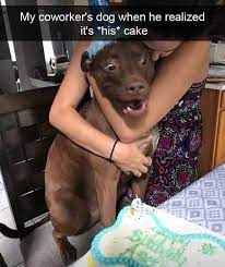 Funny Dog Excited For Birthday Cake Snapchat Meme