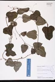 Image result for Smilax  tamnoides