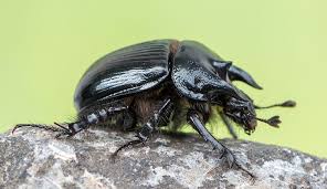Within the family itself, many genera are very similar in appearance. Uk Beetles 17 Of The Most Spectacular And Beautiful Natural History Museum