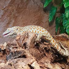 The government employees insurance company is an american auto insurance company with headquarters in chevy chase, maryland. Geckos Megazoo Fur Tiere Das Grosste