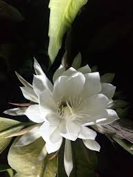 Queen Of The Night Flower Tan Hua World Most Expensive Flower In 2021 Queen Of The Night Flower Expensive Flowers Night Flower