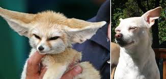 What are this fascination with being different and the. Here Are 15 Exotic Animals Trying To Take The Best Pet Title Away From Dogs