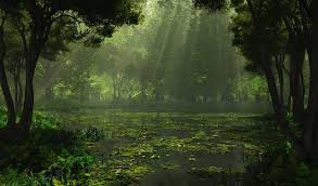 We've gathered more than 5 million images uploaded by our users and sorted them by the most popular ones. Forest Rain Wallpapers Wallpaper Cave