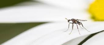 Der Hr4 Garten Doc Antwortet Ursachen Fur Trauerfliegen Befall Hr4 De Rat Tat