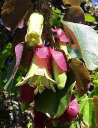 Image result for Indigofera ischnoclada