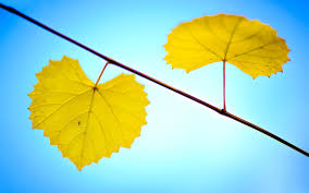 Check spelling or type a new query. Wallpaper Yellow Leaves Twigs Blue Background Autumn 1920x1200 Hd Picture Image