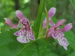 Image result for Stachys aculeolata