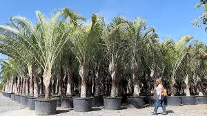 Image result for Dypsis decaryi