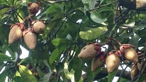 Image result for Pentadesma