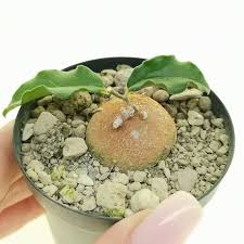 Image result for Ceropegia inornata
