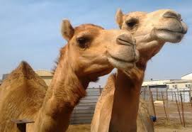 Yes, we have camels in australia, or more specifically in the australian outback deserts. Australia Bushfire Government Orders Culling 10 000 Feral Camels