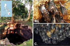 British american tobacco philippines ltd. The Potential Of Bat Watching Tourism In Raising Public Awareness Towards Bat Conservation In The Philippines Authorea
