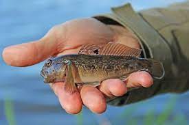 Hubsch Und Lecker Die Schwarzmund Grundel Tiny And Tasty The Goby Fisch Zubereiten Fisch Essen Forellen Fischen