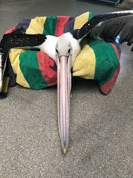 Aus Seabird Rescue On Twitter Newpatient Pelican Cant Stand Or Fly Wish Him Well Https T Co 7tka0smn0u Twitter